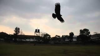 MFI Blade Indian Black Eagle project Soaring