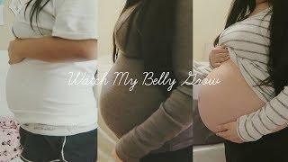 Watch My Belly Grow  Pregnancy Belly Progression