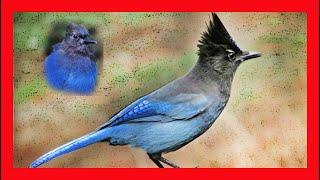 Stellers Jay Song Stellers Jay Call Sound - Arrendajo De Steller Canto - Cyanocitta Stelleri