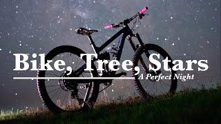 Bike Tree Stars A Perfect Night.