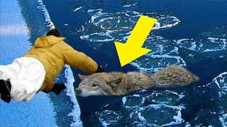 He saved a drowning wolf risking his life and then something shocking happened