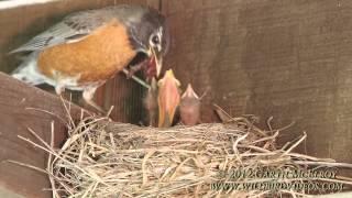 Nesting American Robins - Maine
