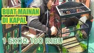 Harga burung cucak ijo kalimantan