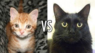Most Brutal Kitten VS Cat Fight EVER
