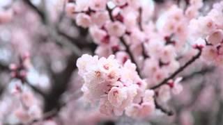 매화 Plum Blossom