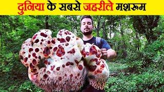 सावधान   जान ले लेता है ये मशरूम  Deadly Mushroom in the World