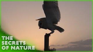Discovering Animal Behaviour 13 - The Secrets of Nature
