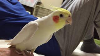 Sings Cockatiel　 Another One Bites the Dust