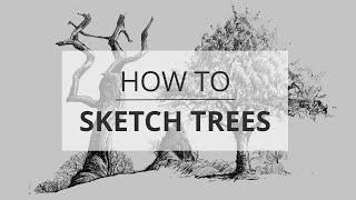 How to Sketch & Draw Trees