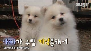 Bad Samoyed Papa Dog Cant Remember His Puppies