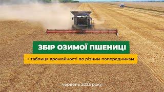 Збір озимої пшениці 2023 АФ Сади України