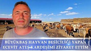 BÜYÜKBAŞ HAYVAN BESİCİLİĞİ YAPAN ECEVİT ATEŞ KARDEŞİMİ ZİYARET ETTİM 4K ULTRA HD VİDEO