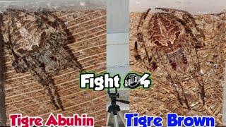 Tigre Abuhin VS Tigreng Brown 4Spider event Last Fight