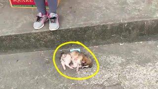 The poor puppy cried loudly calling for its mother  but no one stopped to help her