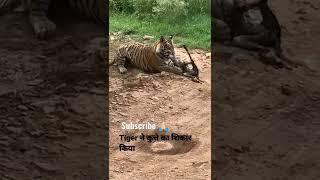 Tiger killed dog at zone 2 Ranthambore National ParkTiger attack dog #Shorts #bigcat #tiger #yt