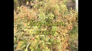 Обзор малины осенью