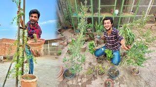 Mini Zoo Ko Plants Sy Bhar Diya ️