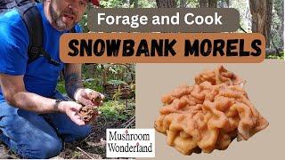 Snowbank Morels- Forage and Cook- Are they good to eat?