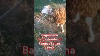 update harga domba hari ini #goat #sheep #shortvideo #youtubeshorts