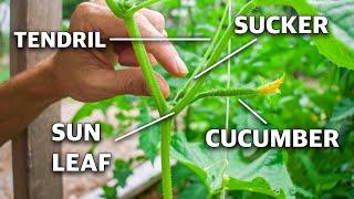 How To Prune Cucumber Plants Grow Cucumbers NOT Leaves