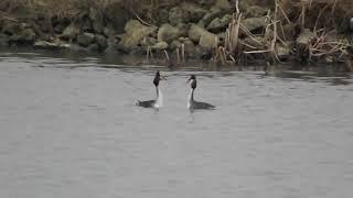 great crested grebes display