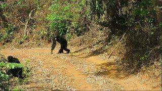 غينيا.. تعايش صعب بين الشمبانزي والبشر • فرانس 24  FRANCE 24