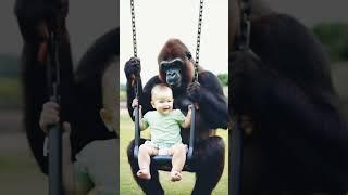 A small child and a gorilla are swinging #amazingbaby #cute #cuteanimal #amazing #baby #gorilla