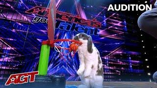 Bini The Bunny The Most Talented Bunny Rabbit on Americas Got Talent?