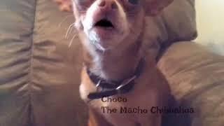 Choco the Macho Chihuahua outside in 6 degree weather