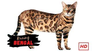 Kucing Bengal   cattery abyssinian cat the golden family kucing kawin bumi reptil
