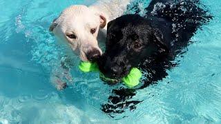 Labrador Siblings Are Reunited