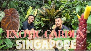 Inside The Diverse - Exotic Garden of Singapore Plant Collector  Aroids Bromeliads Costus and More