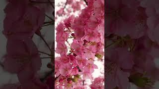 Cherry Blossoms  gorgeous JAPANESE FLOWERS  Flores de Serezos Hermosas #positivevibes 