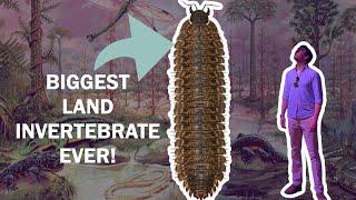 Arthropleura  The biggest land invertebrate to ever exist