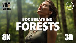 VR Relax short - Box Breathing Exercise 4-4-4-4 Forests - 8K 3D 360 VR