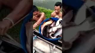 Panin Ikan Patin