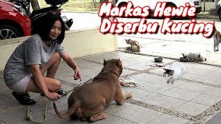 MARKAS HEWIIE PITBULL DISERBU KUCING #hewiepitbull