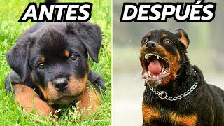 20 Increíbles Transformaciones De Animales - Increíble