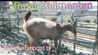 Rusa Kalimantandeer