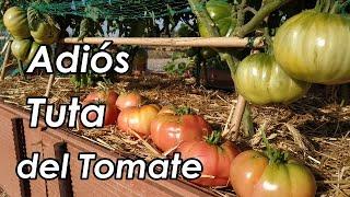 Como Evitar o Eliminar la TUTA o Polilla del Tomate  El Huerto de Silverio