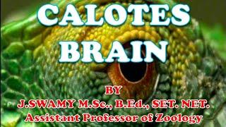 CALOTES BRAIN Structure and Functions