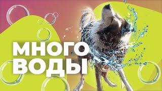 СКОЛЬКО НУЖНО ПИТЬ СОБАКЕ?  Можно ли убирать воду у собаки? Как научить щенка пить по команде 