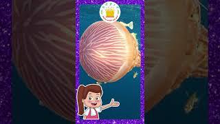 Sea Animals in Tamil Kids Song What Do You See? Song Animals Name and Sounds Tamilarasi