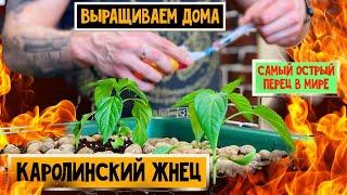 Каролинский Жнец Carolina Reaper выращиваем дома самый острый в мире перец. Часть 1