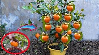 Skill Propagation Persimmon Fruit Make a lot of Persimmon Fruit-how to graft Persimmon