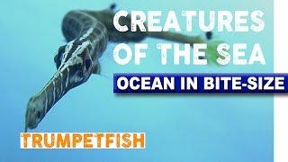Creatures of the Sea - Sneaky Trumpetfish