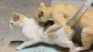 Cat matting love season  cat mating first time  cat mating call  Cat love #cat #love