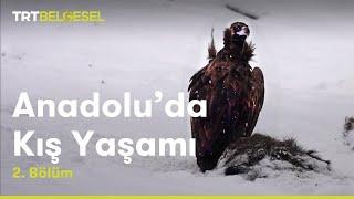 Anadoluda Kış Yaşamı  2. Bölüm  TRT Belgesel