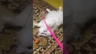 Ему слишком лень играть#животное #кот #микки #котмикки️