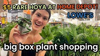 $5 Rare HOYA at Home Depot Big Box Plant Shopping Lowes & Home Depot - Houseplants & Indoor Plants
